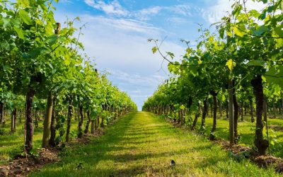3 grandes bodegas explican los beneficios de usar cubierta vegetal en sus viñedos