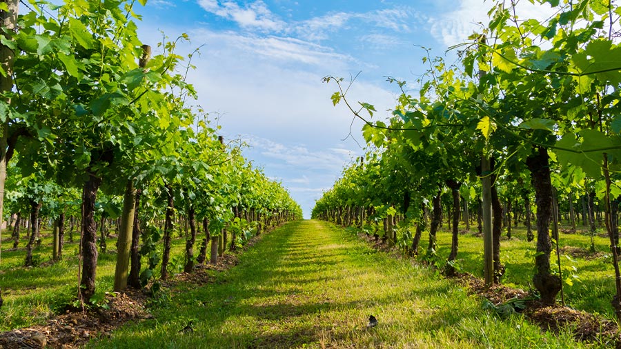 3 grandes bodegas explican los beneficios de usar cubierta vegetal en sus viñedos