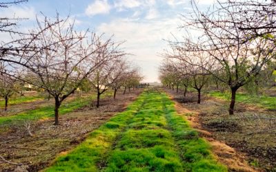 Finca San Benito en Lebrija: Asi luce nuestra cubierta vegetal en esta plantación de Almendros