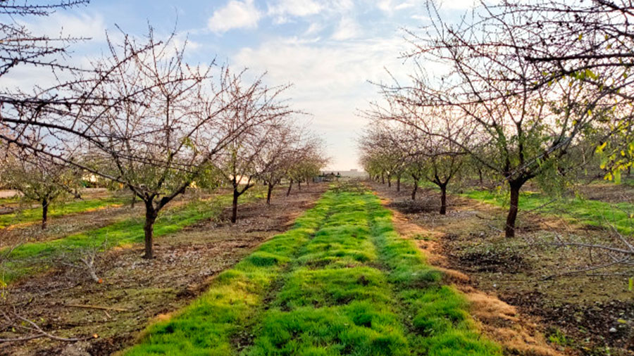 Finca San Benito en Lebrija