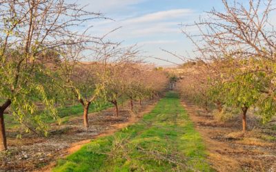 La Cubierta Vegetal, aliada de olivares y almendros para combatir la xilella fastidiosa