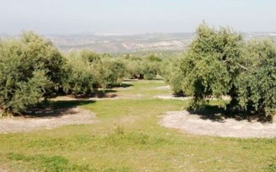 El Blog del Cultivo del Olivo – Una admirable iniciativa personal para mejorar día a día un cultivo milenario