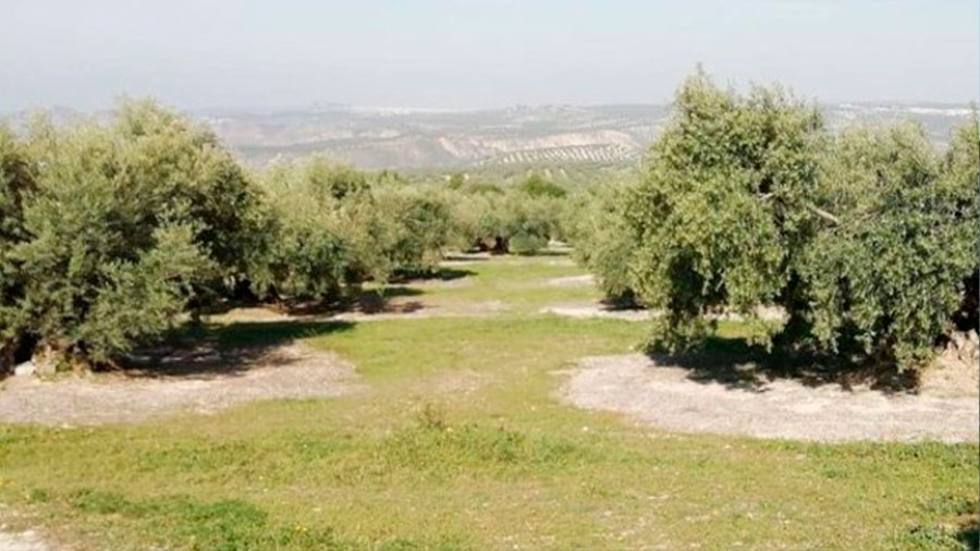 El Blog del Cultivo del Olivo