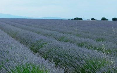Olivares de Miel – Rentabilidad a partir de la Sostenibilidad