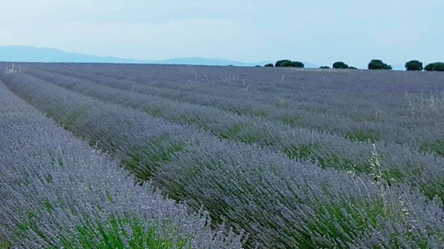 Olivares de Miel – Rentabilidad a partir de la Sostenibilidad.