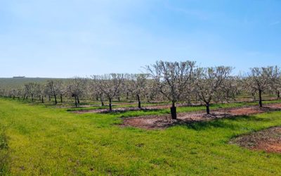 Como aprender a proteger el suelo: El IFAPA y sus Guías de Cubiertas Vegetales