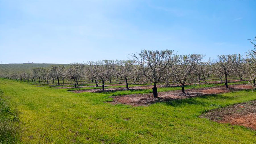 Cubierta Vegetal VEGETA en su 5º Año en una plantación de almendros en Antequera