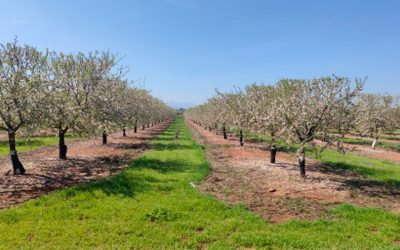 Cubierta Vegetal VEGETA en su 5º Año en una plantación de almendros en Antequera