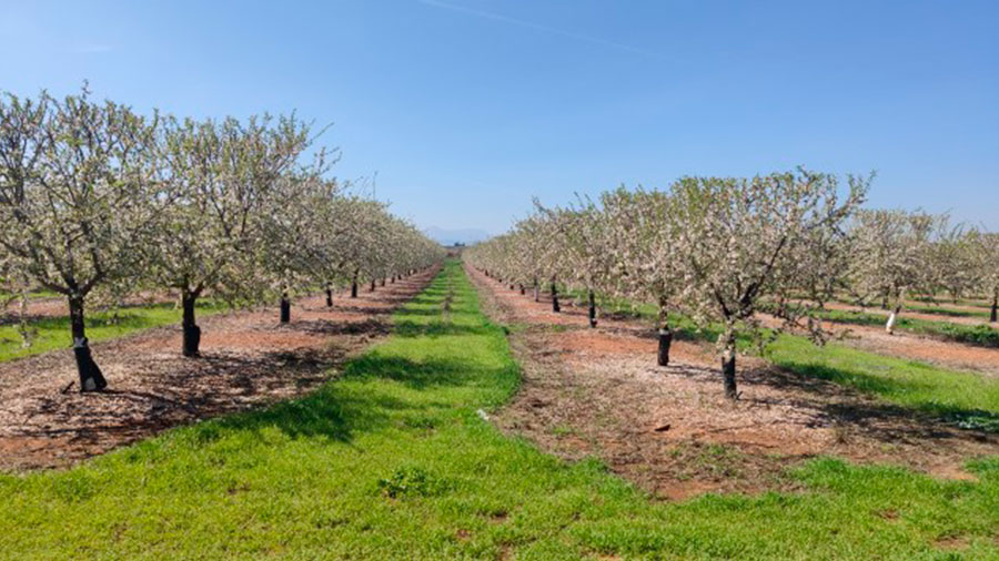 Cubierta Vegetal VEGETA en su 5º Año en una plantación de almendros en Antequera