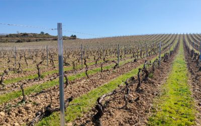 Cubierta Vegetal VEGETA en viñedos de la Rioja alavesa: Objetivo Cumplido
