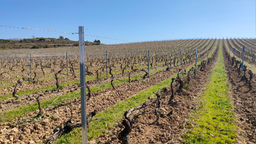 Cubierta Vegetal VEGETA en viñedos de la Rioja alavesa: Objetivo Cumplido
