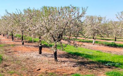 Ecorregímenes en Leñosos: Cubiertas Vegetales y Espacios de Biodiversidad