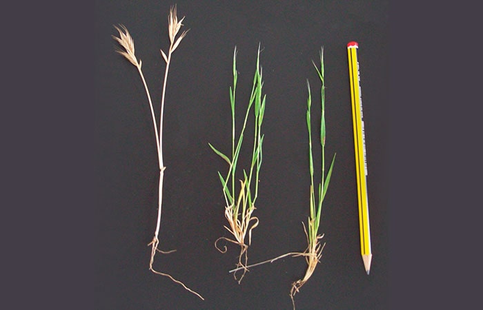 Brachypodium Brachypodium