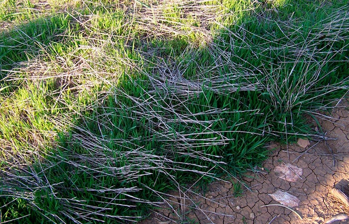brachypodium-implantacion-11
