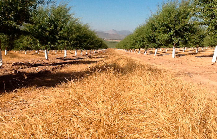 brachypodium-implantacion-12