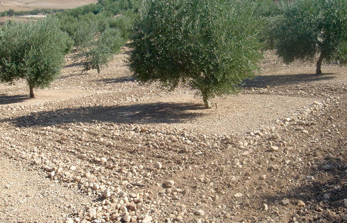 Brachypodium Brachypodium