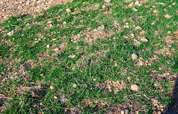 Brachypodium Brachypodium