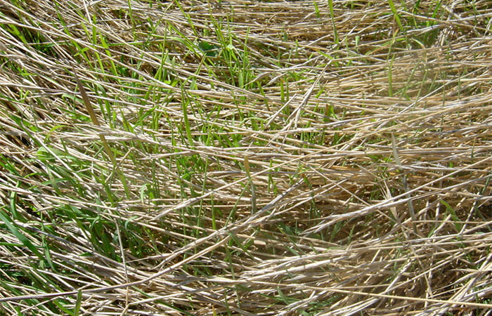 Brachypodium Brachypodium