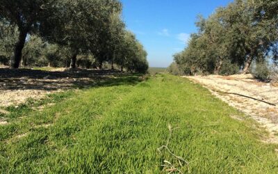 Ecorregimenes de la PAC 2025: Importes Provisionales