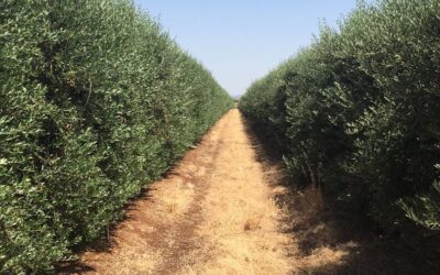 Ecorregímenes de la PAC 2025: ya se conocen los importes DEFINITIVOS